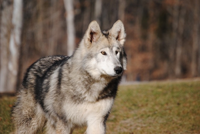 cane tamaskan adulto