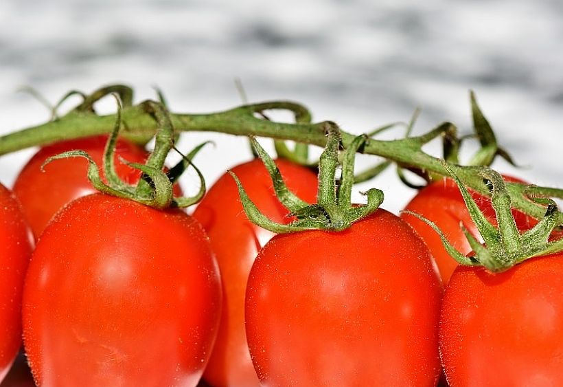 Crollo della raccolta dei pomodori