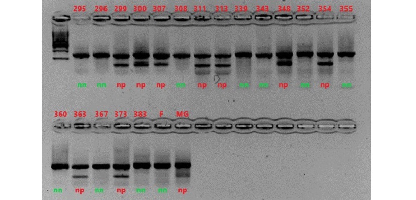 analisi marcatore genotipi popolazione melo