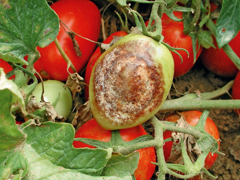 peronospora pomodoro