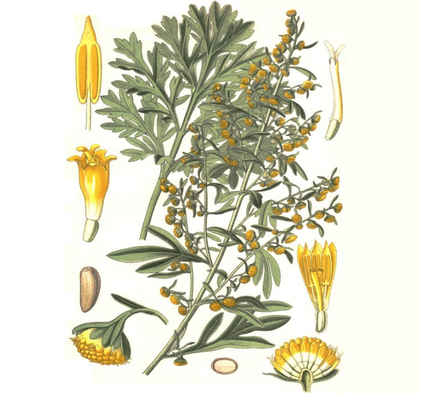 artemisia assenzio erba