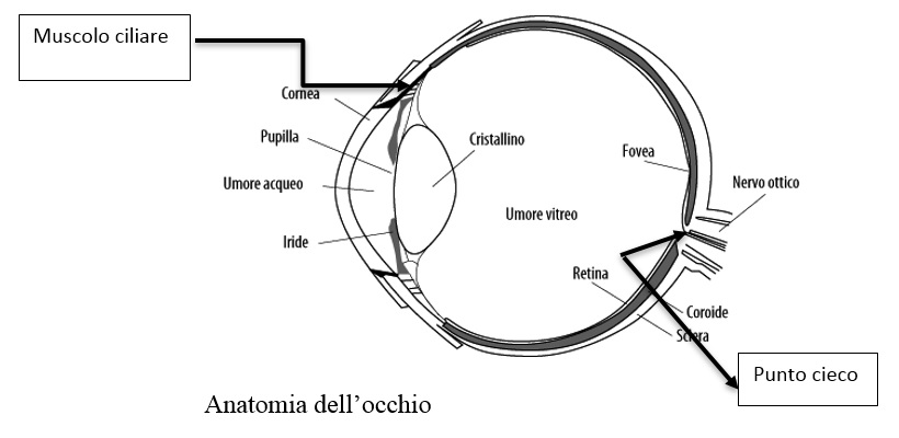 anatomia occhio