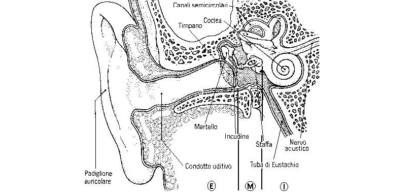 anatomia orecchio