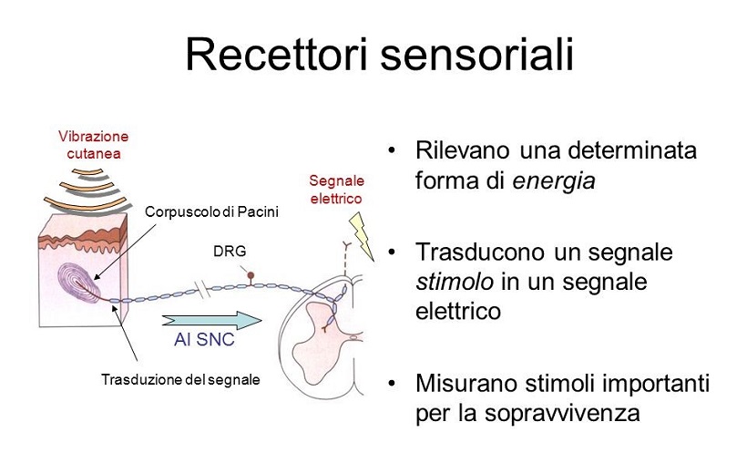 recettori sensoriali degustazione agroalimentare