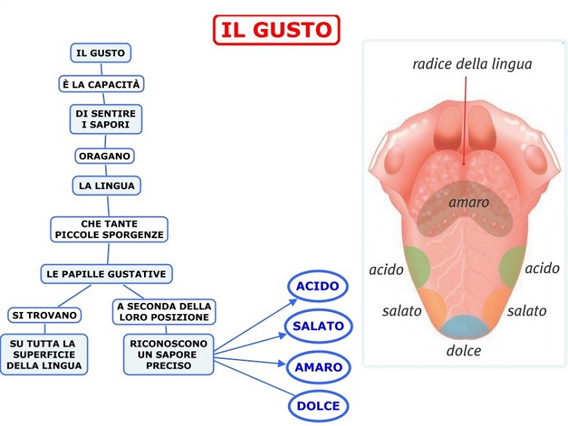 localizzazione sensori gusto lingua