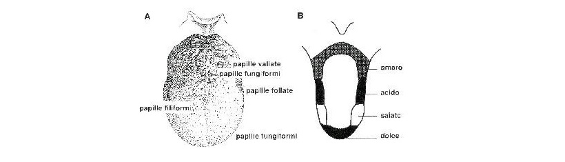 papille lingua gusto