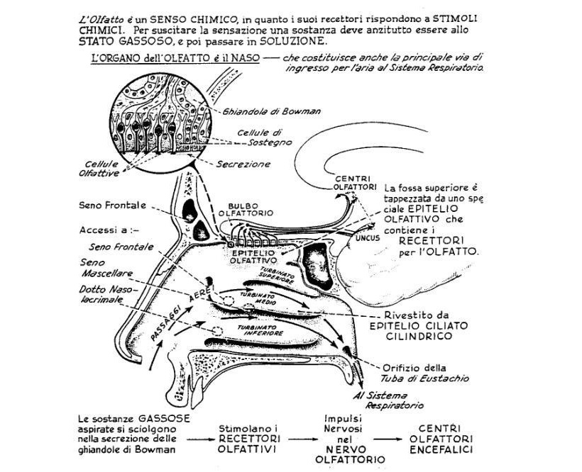 apparato olfattivo schema