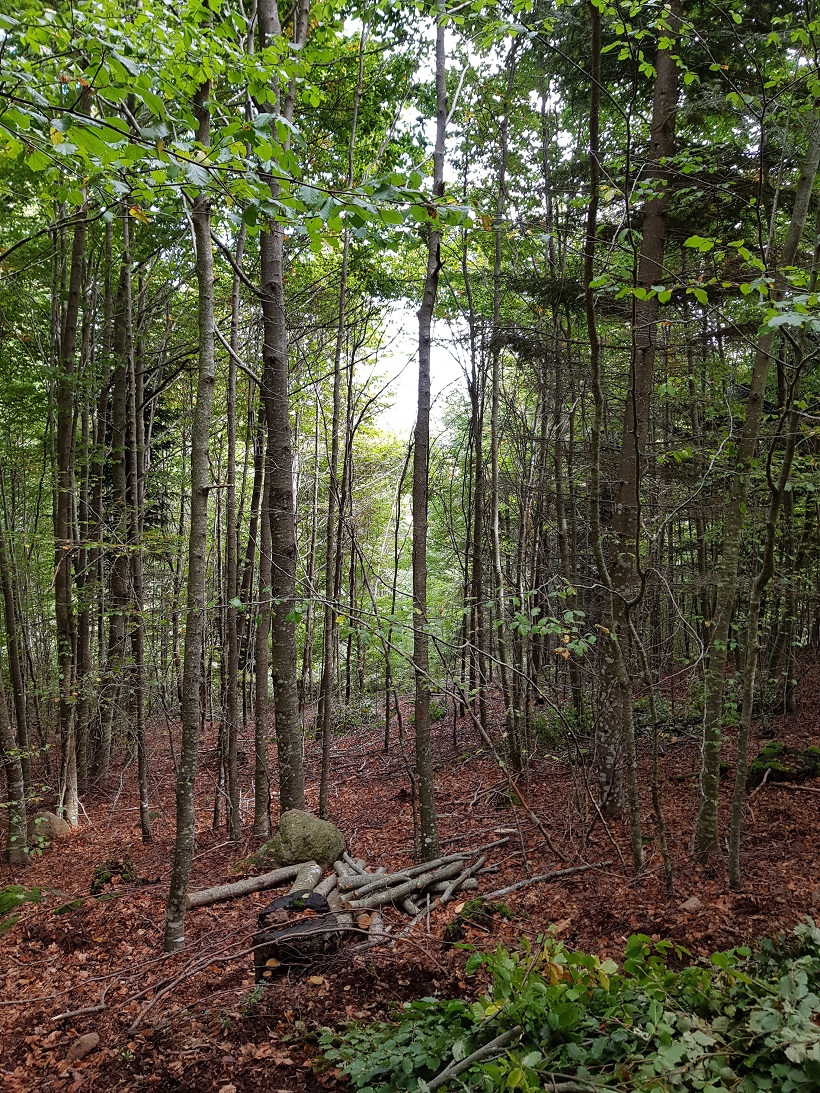 faggeta disetanea rinnovazione forestale piantine