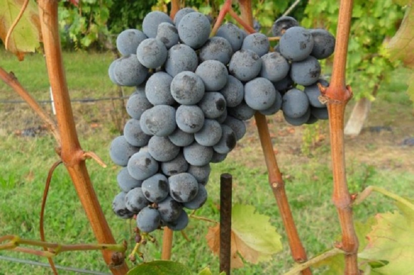 sangiovese grappolo uva