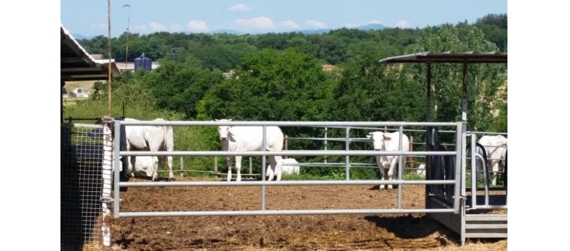 allevamento bovini carne