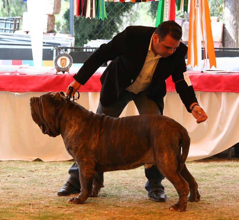 mastino napoletano messico