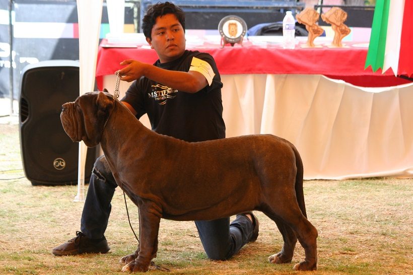 mastino napoletano femmina giovane