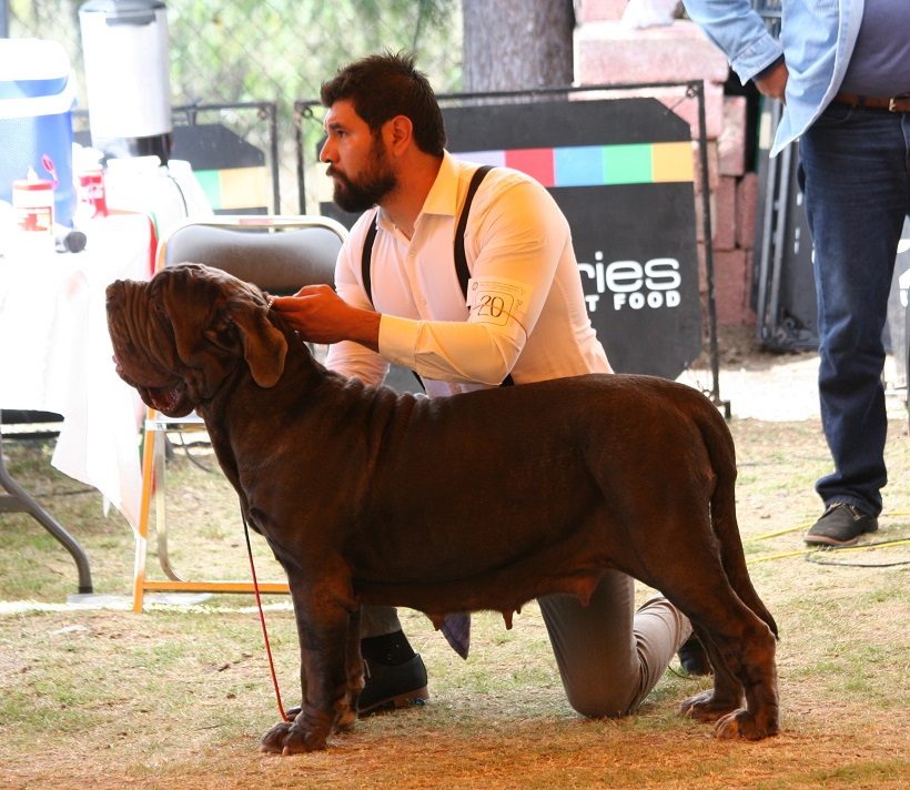 mastino napoletano