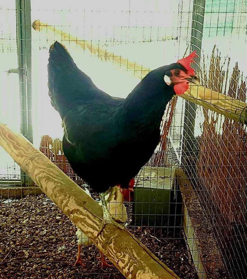 nera del sannio gallina