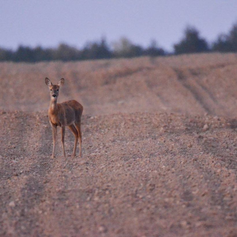 ungulati capriolo agricoltura