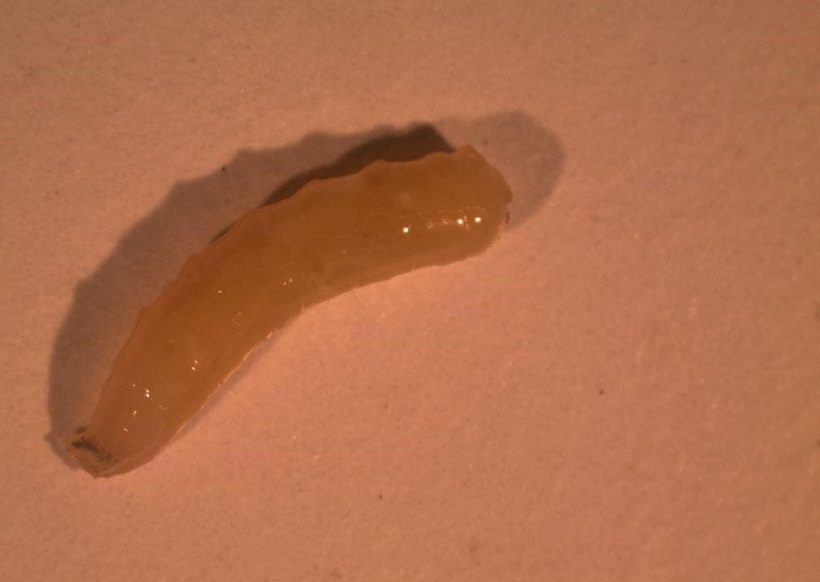 Bactrocera dorsalis larva