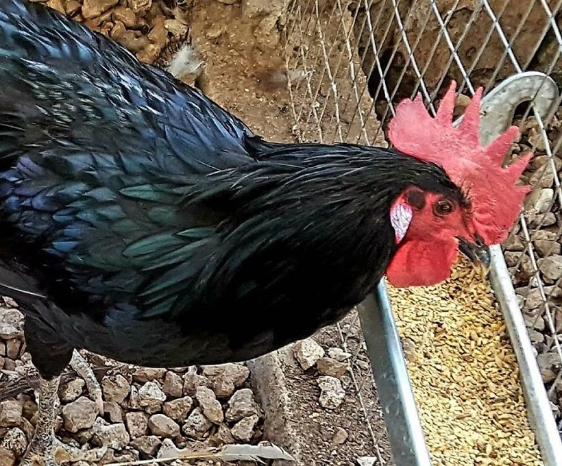 nera del sannio pollo