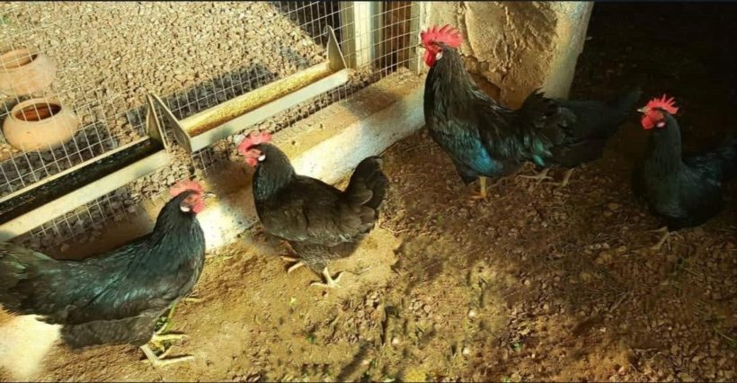 galline riprodduttori nere del sannio campania