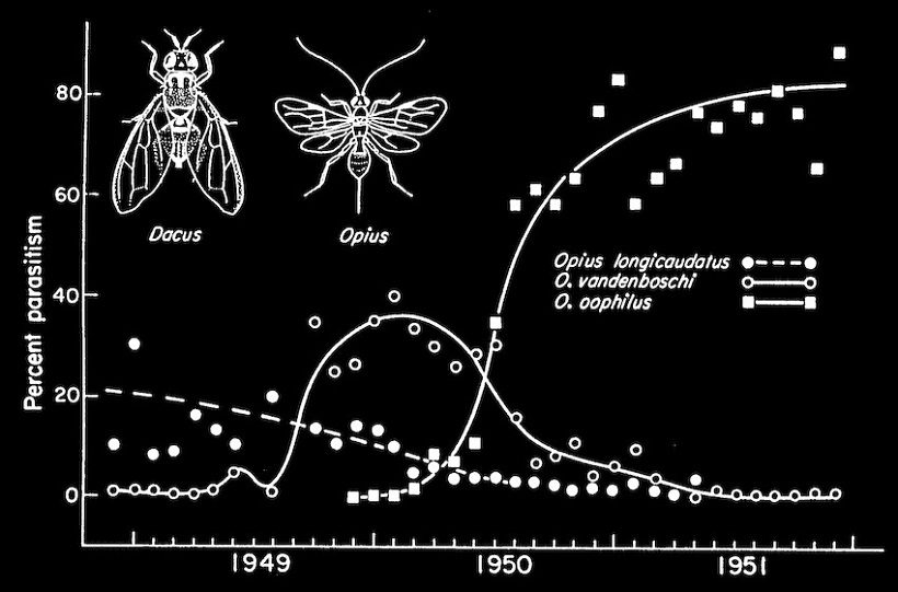 lotta biologica Bactrocera dorsalis