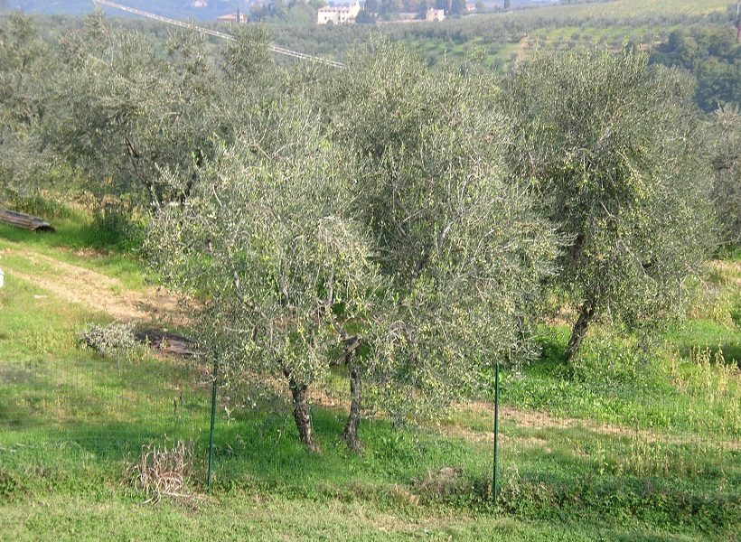 oliveta oliveto olivo toscana campo piante verde