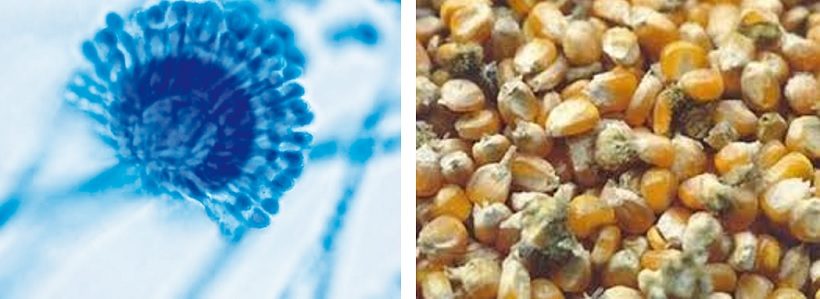 micotossine mais aspergillus microscopio funghi