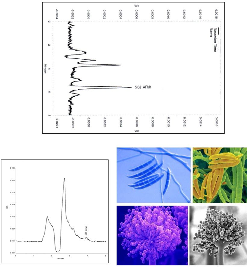 cromatografia micotossine aflatossine mais