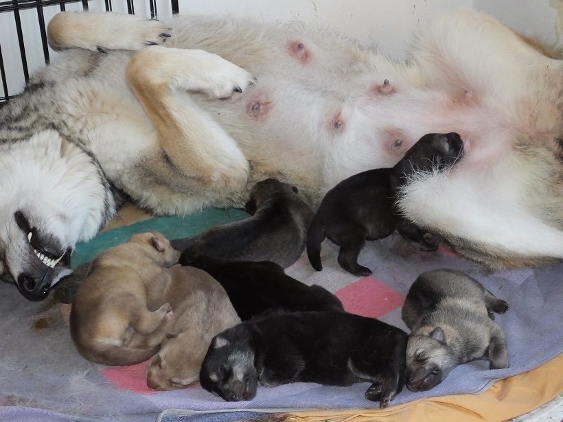 cani cuccioli madre allattamento 