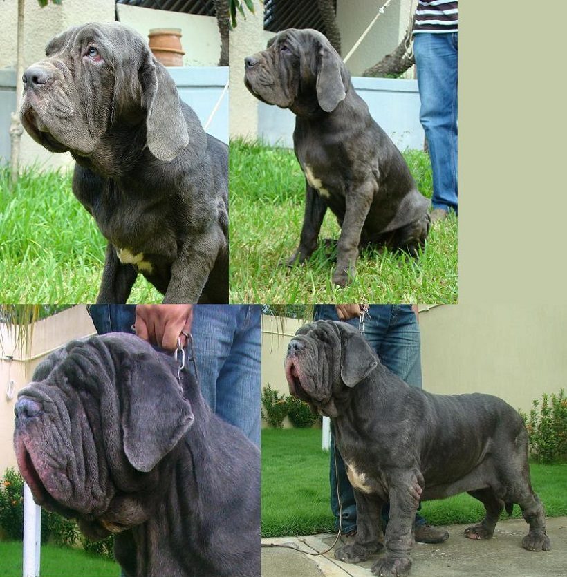 mastino napoletano cane