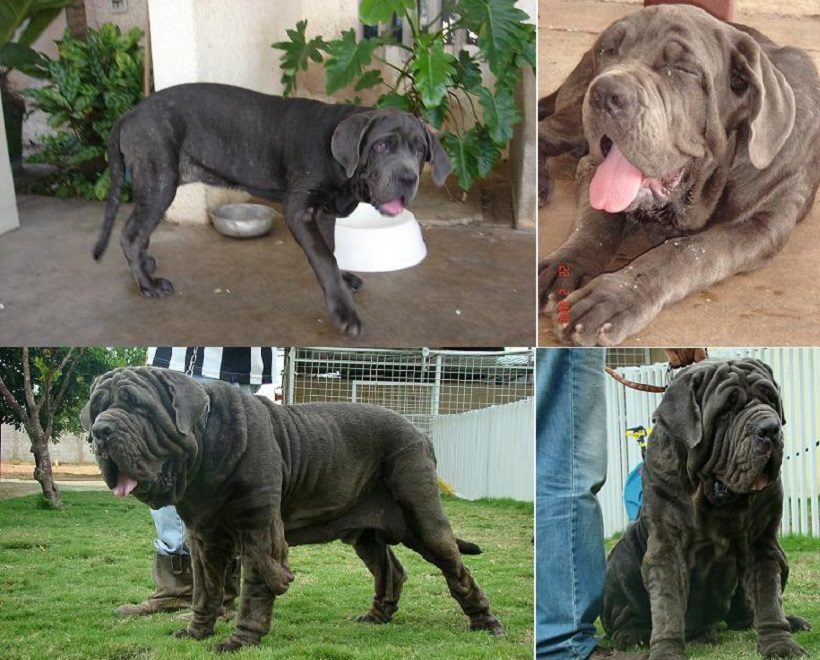 cane mastino napoletano maschio