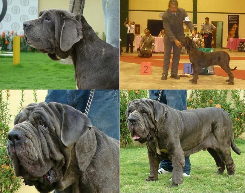 mastino cane napoletano adulto