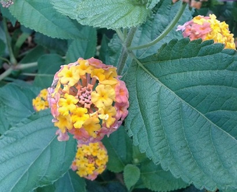 lantana tossica allelopatia pianta