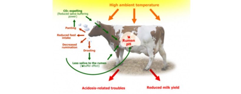 stress calore bovine latte allevamento