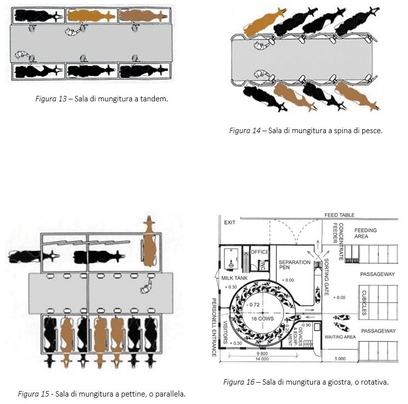 sala mungitura bovini latte