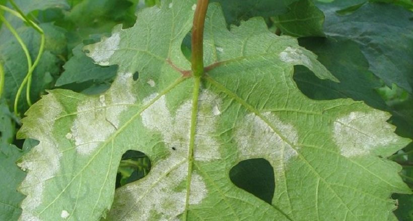 peronospora vite foglia