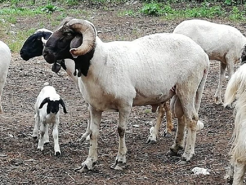 pecora turchessa montone campania