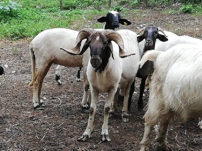 pecora agnello turchessa