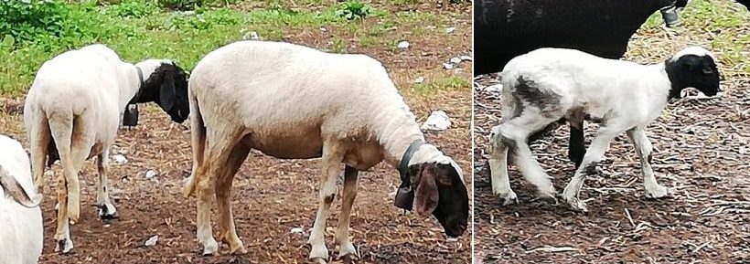 Pecore razza Turchessa - Agnello razza Turchessa 