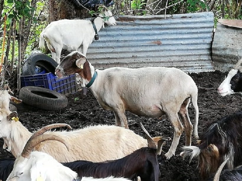 pecora turchessa capo di moro