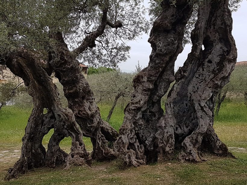 olivo secolare ruralità