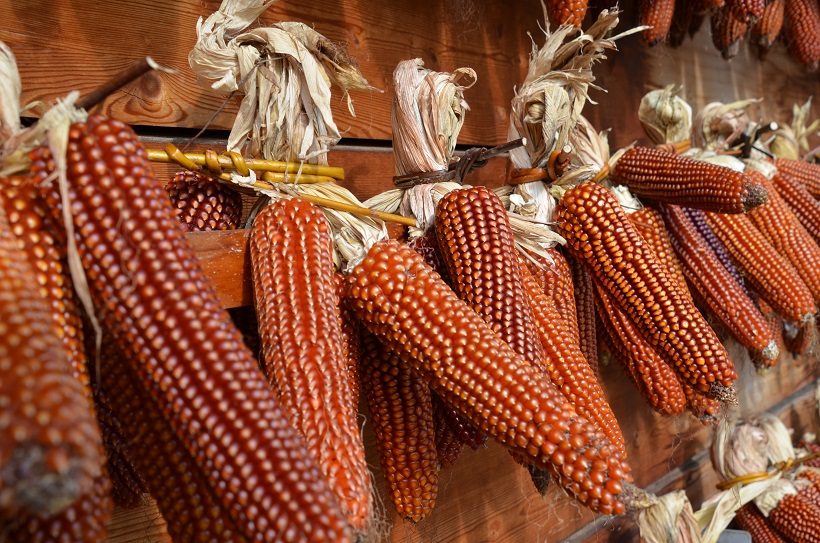 granturco mais storo polenta pannocchia rosso mais antico