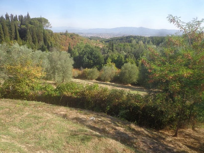 giardino non irriguo colline firenze olivi 