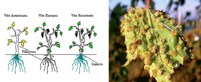 innesto vite europea su vite americana