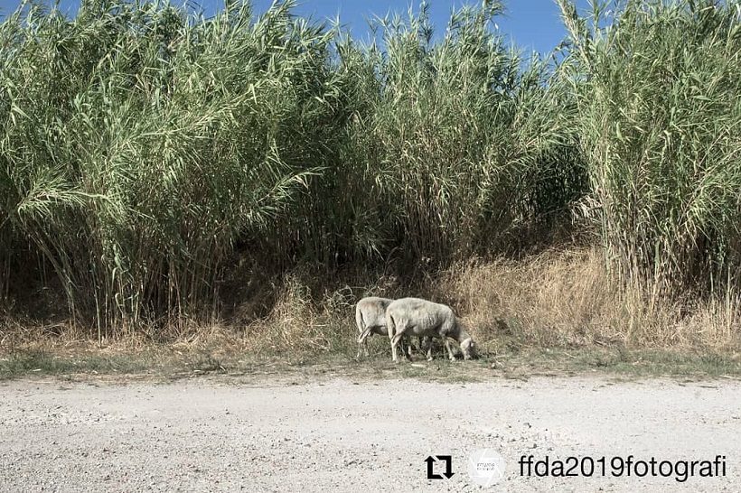 Aspetti agrari e vegetazionali di pregio nel Parco della Piana - Città metropolitana di Firenze