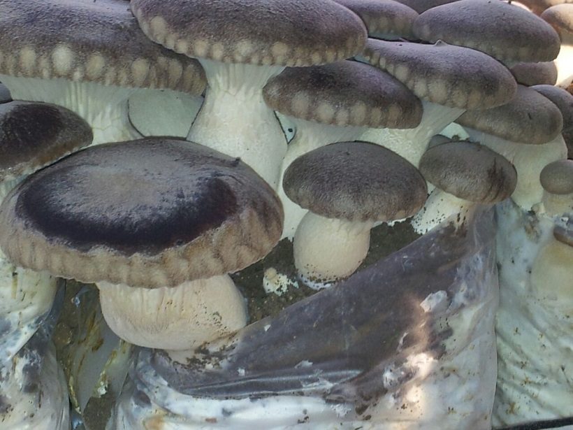 funghi plerotus substrato