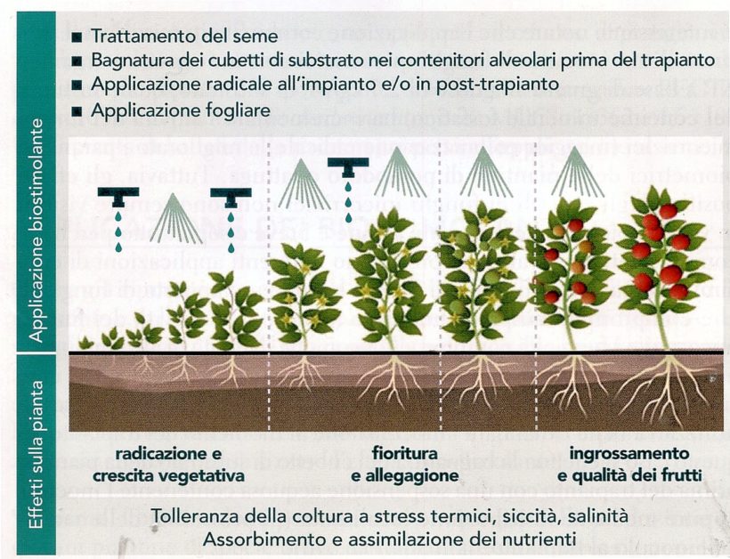 effetti stimolante piante biologico