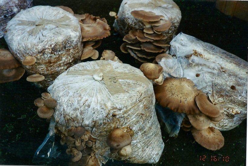 funghi ferula fruttificazione