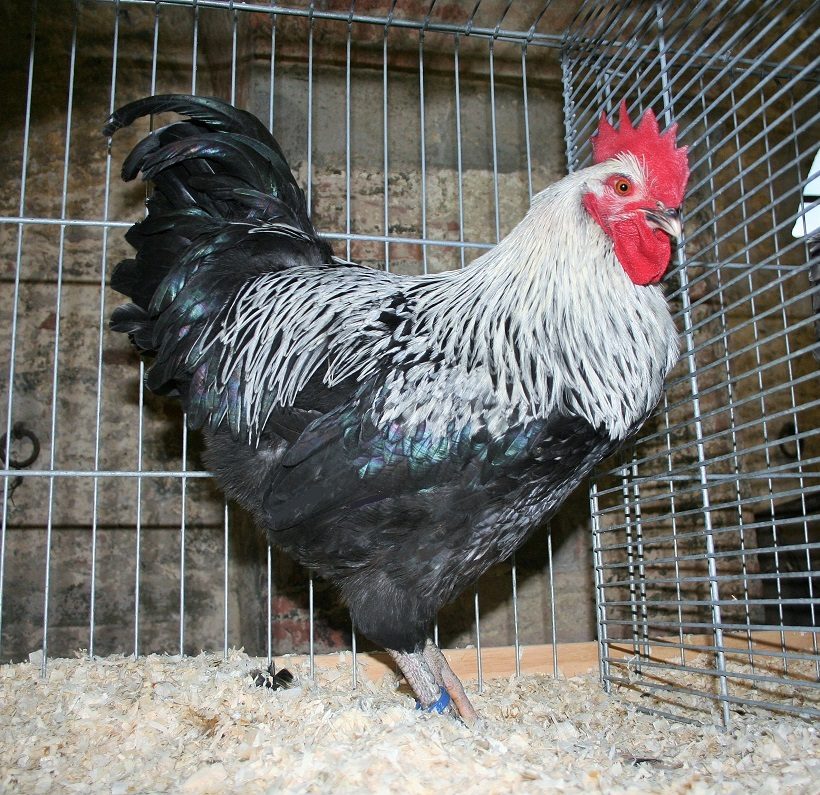 gallina basso reno