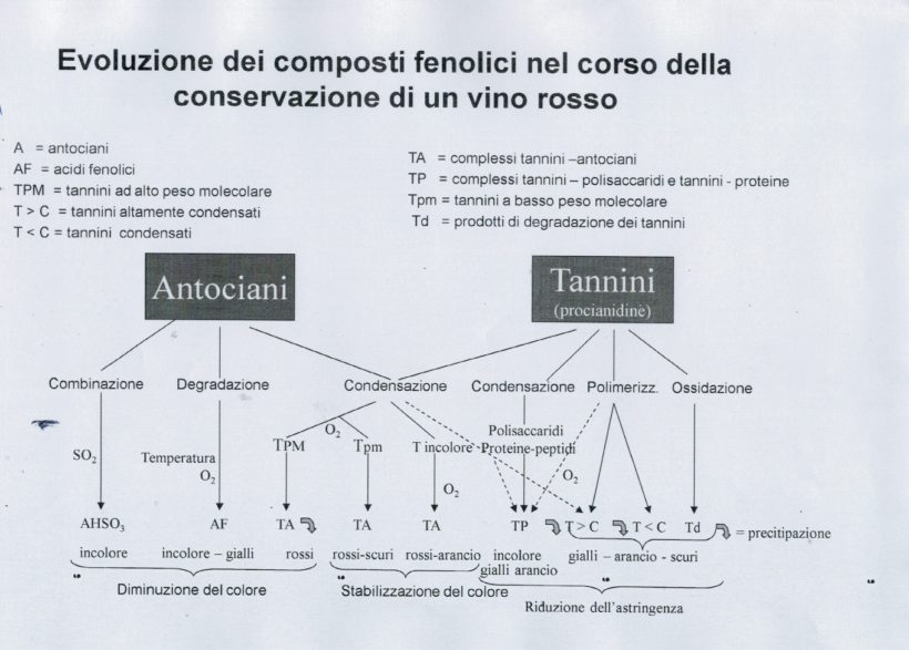 composti vino antociani legno