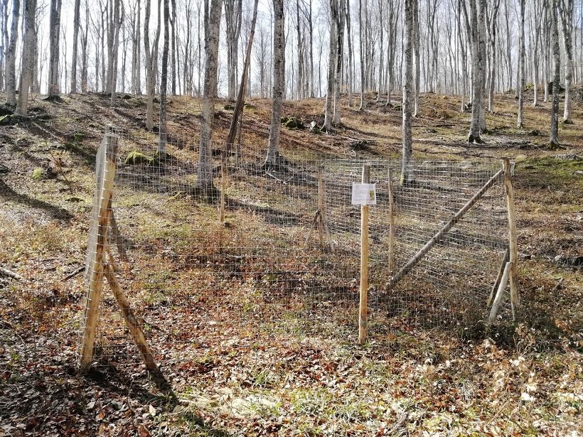 chiudenda bosco rinnovazione faggio amiata toscana