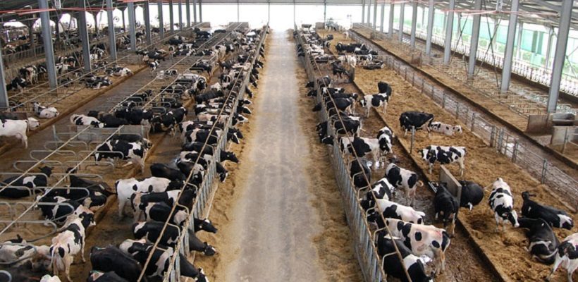 allevamento bovine da latte